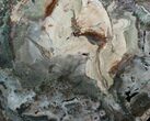 Beautiful, Large Petrified Wood Round - #8176-1